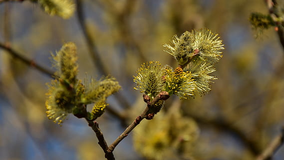 fiorire, fioritura, albero, primavera, natura, germoglio, pianta, petalo, colorato, lenz, ramo, serra al pascolo, avvicinamento, weidenbüsi, pascolare, peloso, capelli, polline, concentrarsi sulle conoscenze acquisite, bellezza nella natura, crescita, fiore, giorno, nessuno, pianta fiorita, all'aperto, freschezza, fragilità, botanica, vulnerabilità, colore verde, messa a fuoco selettiva, salice, albero di conifere, 4K, CC0, dominio pubblico, privo di copyright