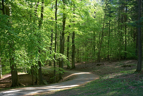 bosc, arbre, primavera, lluny, parc de muntanya, Kassel, naturalesa, camí forestal, parc, hesse, wilhelmshöhe, llum solar, llum, paisatge, planta, terra, color verd, bellesa a la natura, creixement, carretera, tranquil·litat, escena tranquil·la, dia, cap gent, transport, escenics - natura, exuberant fullatge, escena no urbana, tronc de l'arbre, fullatge, a l'aire lliure, bambú - planta, 5K, CC0, domini públic, lliure de regalies