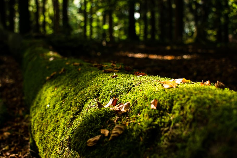 molsa, registre, bosc, verd, naturalesa, tardor, fusta, arbre, tribu, paisatge, arrel, escorça, fons, sòl del bosc, estructura, planta, vell, desert, marró, estètic, caminar, marxa nòrdica, obsolet, llum, sol, color verd, terra, creixement, enfocament selectiu, dia, cap gent, primer pla, tronc de l'arbre, part de la planta, cobertura, tronc, full, bellesa a la natura, centrar-se en primer pla, a l'aire lliure, canvi, fulles, nivell superficial, 5K