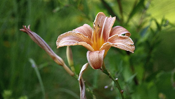 iris, natur, forår, fleuri, blomster, farve, prærie, kronblade, sommer, have, blomst, plante, skønhed i naturen, blomstrende plante, vækst, skrøbelighed, sårbarhed, tæt på, friskhed, kronblad, blomsterstand, blomsterhoved, fokus på forgrunden, ingen mennesker, dag, botanik, lilje, udendørs, pollen, iris - plante, 2K, CC0, offentligt domæne, royaltyfrie