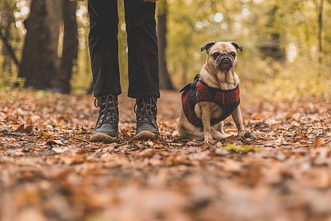 mascota, propietario, caminar, foto, perros, mascotas, otoño, tierra, al aire libre, excursionismo, estaciones, canino, perro, un animal, mamífero, bosque, nacional, árbol, animales domesticos, naturaleza, hoja, sección baja, pequeña, gente, parte de la planta, perro de raza pura, extremidad humana, 4K, CC0, dominio público, libre de derechos