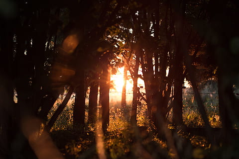 sort trefoto, tre, sol, solnedgang, stråle, skog, soloppgang, metalltråd, gull, gylden, piggtråd, oransje, gløde, gjerde, gylden time, sollys, solskinn, solflare, linse, gulllys, tre silhuett, anlegg, land, natur, skjønnhet i naturen, trestamme, stamme, vekst, himmel, ro, lysskjær, ingen folk, solstråle, miljø, rolig scene, utendørs, streaming, 5K, CC0, offentlig domene, opphavsrett gratis