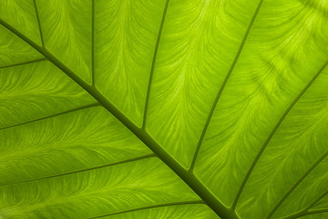 frunză verde, abstract, asimetrie, luminos, a închide, culoare, floră, verde, frunze, nervură, parte a plantelor, Culoarea verde, fundaluri, cadru complet, creştere, nici o persoana, plantă, frumusețe în natură, frunza de palmier, model, natură, zi, modelul natural, copac, vena frunzelor, texturată, palmier, în aer liber, moliciune, pădure tropicală, 5K, CC0, domeniu public, fără drepturi de autor