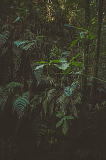 arbres de fulles verdes, brillant, colors, la llum del dia, medi ambient, falguera, bosc, verd, falguera verda, creixement, jungla, paisatge, exuberant, naturalesa, a l'aire lliure, plantes, selva tropical, escènic, arbres, vegetació, boscos, planta, arbre, terra, bellesa a la natura, cap gent, tranquil·litat, color verd, part de la planta, full, dia, exuberant fullatge, fullatge, escena tranquil·la, escena no urbana, 5K, CC0, domini públic, lliure de regalies