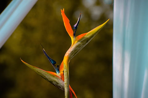 fiore, giallo, arredamento, primavera, pianta, estate, flora, botanica, luminosa, luce del sole, petali, arancia, uccello del paradiso - pianta, avvicinamento, concentrarsi sulle conoscenze acquisite, bellezza nella natura, crescita, pianta fiorita, vulnerabilità, nessuno, fragilità, giorno, natura, petalo, freschezza, colore arancione, infiorescenza, testa di fiore, all'aperto, 4K, CC0, dominio pubblico, privo di copyright