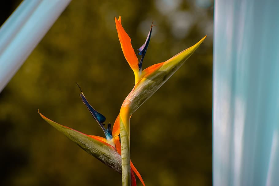fiore, giallo, arredamento, primavera, pianta, estate, flora, botanica, luminosa, luce del sole, petali, arancia, uccello del paradiso - pianta, avvicinamento, concentrarsi sulle conoscenze acquisite, bellezza nella natura, crescita, pianta fiorita, vulnerabilità, nessuno, fragilità, giorno, natura, petalo, freschezza, colore arancione, infiorescenza, testa di fiore, all'aperto, 4K