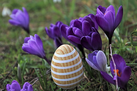 jajko, ogród, Wielkanoc, krokus, wiosna, dekoracja, symbol, prace ogrodowe, roślina, kwiat, rozkwiecony, dekoracyjny, fioletowy, botanika, naturalny, świeży, trzon, w ogrodzie, zwiastuny wiosny, świeżość, środowisko, paski, drewniany, roślina kwitnąca, piękno natury, wzrost, irys, zbliżenie, Natura, kruchość, wrażliwość, pole, płatek, żadnych ludzi, skupić się na pierwszym planie, wylądować, dzień, głowa kwiatu, na dworze, 5K, CC0, domena publiczna, darmowe zdjęcia