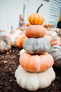 gresskar vegetabilsk mye, gresskar, stable, gourd, squash, gresskar åker, oransje, hvit, nærbilde, falle, innhøsting, høst, lys, bokeh, natur, halloween, oransje farge, grønnsak, dekorasjon, oktober, takksigelse, årstid, mat, squash - grønnsak, utendørs, friskhet, jordbruk, ingen folk, gård, gul, avling, organisk, blad, bakgrunn, ferie, 5K, CC0, offentlig domene, opphavsrett gratis