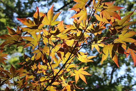 foglia, pianta, albero, acero, arlington, tx, stati Uniti, giardini Botanici, foglia di acero, vene, gocciolina, fiore, iris, fiorire, mirtillo, frutta, cibo, luce del sole, Acanthaceae, mammifero, animale, parte vegetale, autunno, crescita, concentrarsi sulle conoscenze acquisite, bellezza nella natura, ramo, nessuno, giorno, giallo, modificare, avvicinamento, natura, Inquadratura dal basso, le foglie, all'aperto, condizione naturale, 2K, CC0, dominio pubblico, privo di copyright