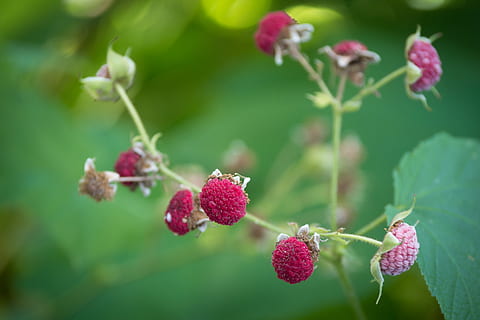 gerds de canyella, gerds, rosa, fruita, arbust ornamental, jardí, naturalesa, estiu, creixement, planta, frescor, bellesa a la natura, fragilitat, primer pla, vulnerabilitat, planta amb flors, flor, dia, centrar-se en primer pla, cap gent, full, enfocament selectiu, pètal, part de la planta, color verd, tija de la planta, cap de flor, a l'aire lliure, porpra, 4K, CC0, domini públic, lliure de regalies