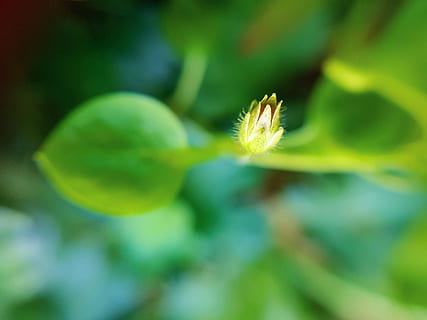 Índia, jind, creixement, planta, bellesa a la natura, fragilitat, primer pla, vulnerabilitat, color verd, enfocament selectiu, frescor, flor, cap gent, planta amb flors, dia, naturalesa, a l'aire lliure, centrar-se en primer pla, inicis, full, part de la planta, nova vida, suavitat, primavera, 4K, CC0, domini públic, lliure de regalies