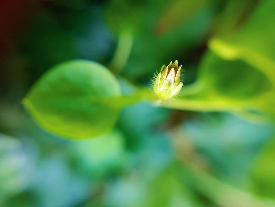 Índia, jind, creixement, planta, bellesa a la natura, fragilitat, primer pla, vulnerabilitat, color verd, enfocament selectiu, frescor, flor, cap gent, planta amb flors, dia, naturalesa, a l'aire lliure, centrar-se en primer pla, inicis, full, part de la planta, nova vida, suavitat, primavera, 4K