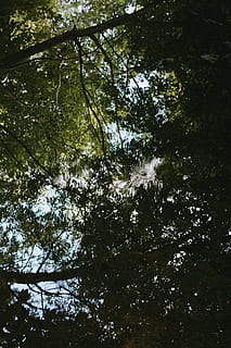 Regatul Unit, wolverhampton, râu, reflecţie, pădure, picăturii, verde, copaci, copac, plantă, creştere, vedere unghiulară joasă, frumusețe în natură, teren, liniște, nici o persoana, natură, zi, ramură, lumina soarelui, în aer liber, scenice - natura, Culoarea verde, o scenă liniștită, cer, copac copac, imediat mai jos, Streaming, 5K, CC0, domeniu public, fără drepturi de autor