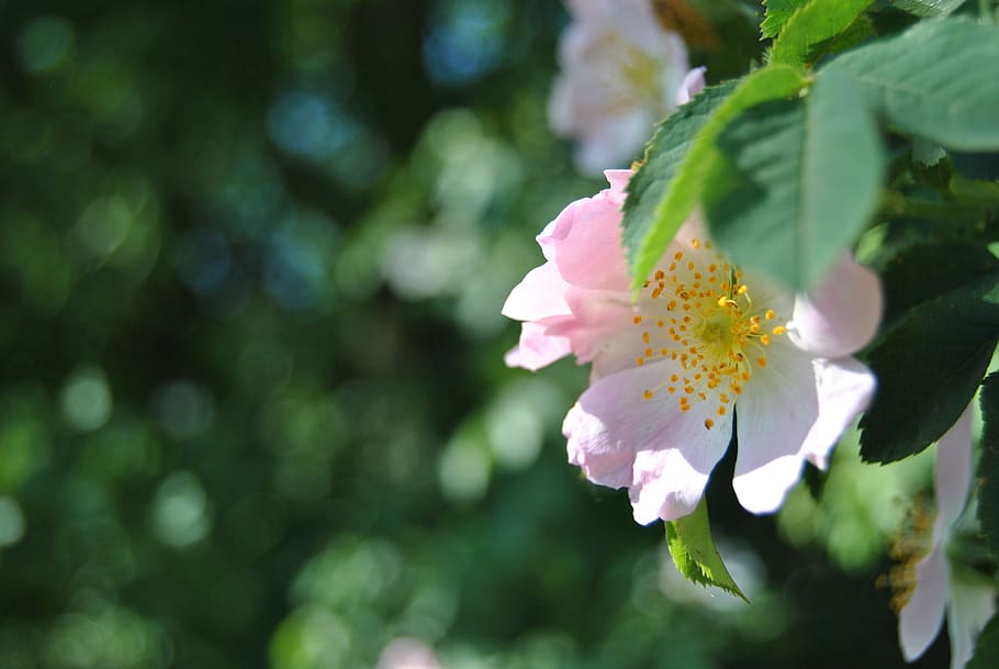 cirera, flor, primavera, rosa, arbre, branca, naturalesa, floració, brot, l’apogeu del, pot, jardí, planta, planta amb flors, frescor, bellesa a la natura, creixement, fragilitat, vulnerabilitat, pètal, primer pla, inflorescència, centrar-se en primer pla, cap de flor, dia, color rosa, full, part de la planta, cap gent, pol·len, a l'aire lliure, flor de cirerer, 4K