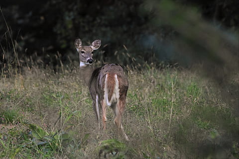cerf brun, cerf, faune, animal, mammifère, antilope, herbe, champ, en plein air, la nature, feuille, portrait, fourrure, biche, feuilles, gris, sol, wapiti, des arbres, les bois, canin, thèmes animaux, la faune des animaux, terre, animaux à l'état sauvage, plante, vertébré, permanent, un animal, personne, mise au point sélective, journée, animaux domestiques, faon, herbivore, 4K, CC0, domaine public, libre de droits