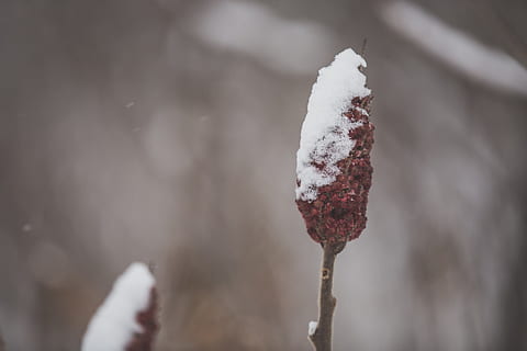 cerrar, nieve, cubierto, rama de zumaque, borroso, fondo, arbusto, hoja, rojo, temporada, jardín, madera, comida, de cerca, Zumaque, flor, belleza, naturaleza, planta, color, al aire libre, ambiente, otoño, vistoso, rama, natural, brillante, comestible, ver, primavera, blanco, grupo, semilla, texturizado, drupas, orgánico, vitamina, Fruta, macro, flora, bosque, floración, botánica, bayas, caduco, salvaje, fondo borroso, cubierto de nieve, temperatura fría, invierno, centrarse en primer plano, congelado, día, hielo, nadie, fruta de baya, tallo de la planta, comida y bebida, el color blanco, humo - estructura fisica, ramita, 4K, CC0, dominio público, libre de derechos