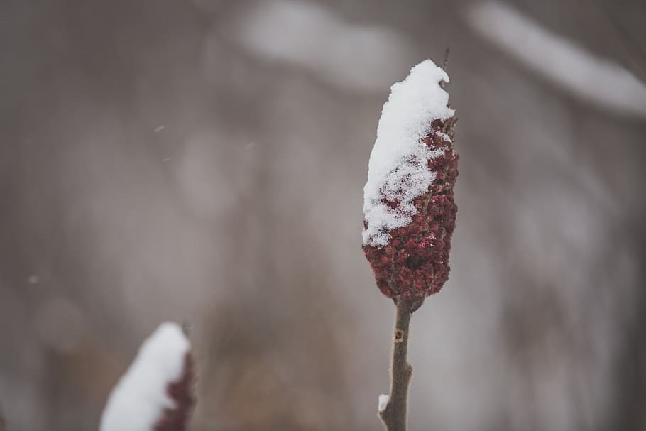 tancar, neu, cobert, branca del sumac, borrosa, fons, arbust, full, vermell, temporada, jardí, fusta, menjar, primer pla, sumac, flor, bellesa, naturalesa, planta, color, a l'aire lliure, medi ambient, tardor, colorit, branca, natural, brillant, caure, comestible, vista, primavera, blanc, grup, llavor, textura, drupes, orgànic, vitamina, fruita, macro, flora, bosc, florir, botànica, baies, caducifoli, salvatge, fons borrós, cobert de neu, temperatura de fred, hivern, centrar-se en primer pla, congelat, dia, gel, cap gent, fruites de baies, tija de la planta, menjar i beguda, Color blanc, fum - estructura física, 4K