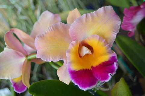, bloem, bloeiende plant, fabriek, schoonheid in de natuur, kwetsbaarheid, breekbaarheid, bloemblad, groei, detailopname, versheid, bloeiwijze, bloemhoofd, natuur, geen mensen, focus op de voorgrond, geel, blad, deel van de plant, dag, roze kleur, stuifmeel, iris - plant, 5K, CC0, publiek domein, royaltyvrij