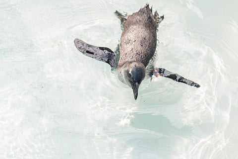 pingvin svømning, dyr, næb, fugl, pingvin, vand, booby, baby, Zoo, amsterdam, zoo a, hvidt hav, blå, hav, trope, tapet, svømning, Pinguin, Albatrossen, måge, kongepingvin, dyr i naturen, dyreliv, dyre temaer, hvirveldyr, et dyr, havnefronten, høj vinkel visning, natur, dag, ingen mennesker, udendørs, flyvende, spredte vinger, marine, 5K, CC0, offentligt domæne, royaltyfrie