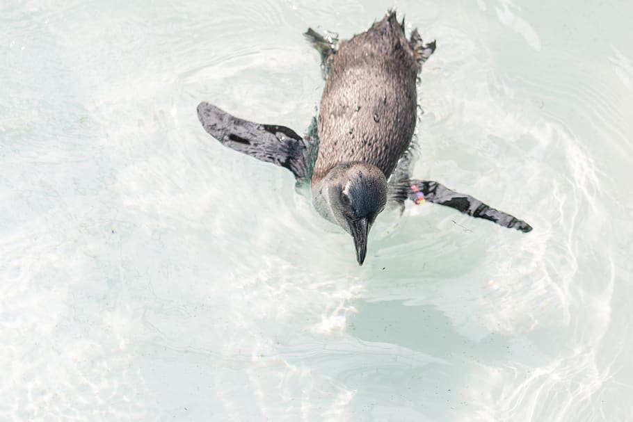 nedar amb pingüins, animal, bec, ocell, pingüí, aigua, booby, nadó, zoo, amsterdam, zoo a, Mar Blanc, blau, mar, tròpic, fons de pantalla, nedar, pinguin, albatros, gavina, rei pingüí, animals a la natura, fauna animal, temes d'animals, vertebrats, un animal, davant del mar, vista d’angle alt, naturalesa, dia, cap gent, a l'aire lliure, volant, ales separades, marí, 5K
