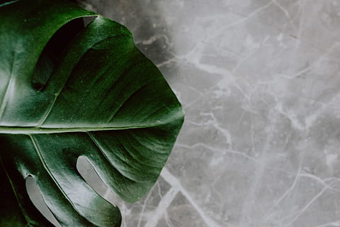 dark, green, leaves, monstera, copy space, background, leaf, plant, greenery, botany, negative space, jungle, philodendron, houseplant, close-up, green color, no people, plant part, freshness, nature, growth, high angle view, day, food, food and drink, directly above, beauty in nature, outdoors, water, healthy eating, leaf vein, textured effect, 4K, CC0, public domain, royalty free