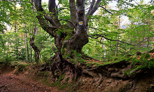 buk, drzewo, stary, las, kora, wiek, niemowlę, roślina, wzrost, bagażnik samochodowy, pnia drzewa, wylądować, spokój, zielony kolor, dzień, Natura, piękno natury, żadnych ludzi, Oddział, lesisty teren, spokojna scena, na dworze, scena pozamiejska, część rośliny, scenics - natura, 4K, CC0, domena publiczna, darmowe zdjęcia