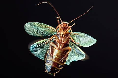 insekt, sort, flyve, vinger, entomologi, grå, behåret, flue, smitsom, isolerede, ben, lille, makro, patogen, skadedyr, grådig, dyre temaer, dyr, hvirvelløse, dyreliv, dyrefløj, et dyr, sort baggrund, dyr i naturen, tæt på, dyr kropsdel, natur, studio skud, ingen mennesker, zoologi, dyreadfærd, fuld længde, leddyr, skønhed i naturen, sommerfugl - insekt, 720P, CC0, offentligt domæne, royaltyfrie