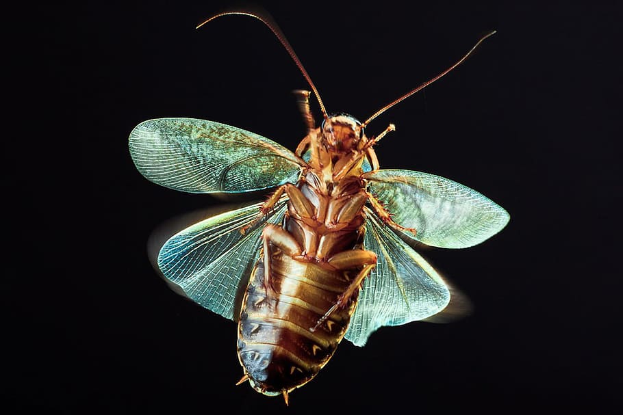 insecte, negre, volar, error, ales, entomologia, gris, pelut, mosca domèstica, infecciós, aïllat, cama, poc, macro, patogen, plaga, voraz, temes d'animals, animal, invertebrat, fauna animal, ala dels animals, un animal, fons negre, animals a la natura, primer pla, part del cos dels animals, naturalesa, tir de l'estudi, cap gent, zoologia, comportament animal, longitud completa, artròpode, bellesa a la natura, papallona - insecte, 720P