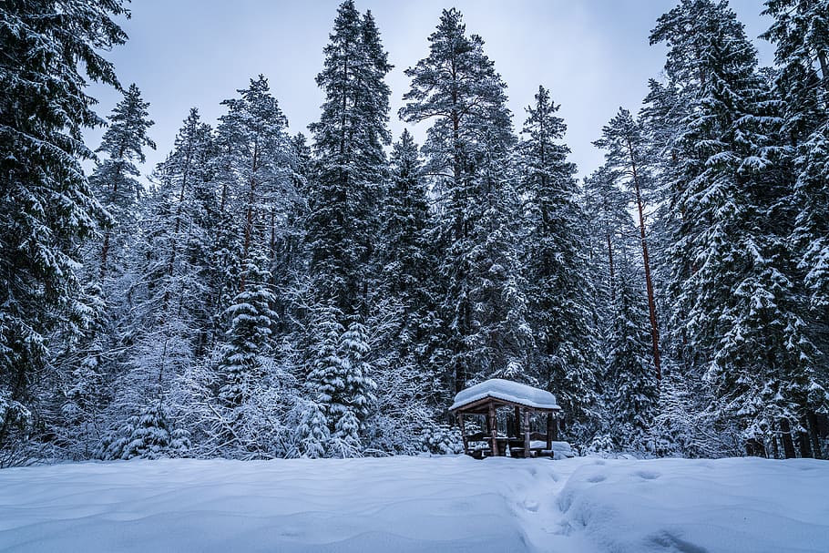 grøn, træer, dækket, sne, grene, kold, dagslys, miljø, gran, Skov, pift, frost, frost-, frostvejr, Frosset, is, isnende, landskab, natur, naturskøn, sæson, sneklædte, snedækket, vejr, vinter, vinterlandskab, kold temperatur, træ, plante, jord, skønhed i naturen, scenics - natur, ro, rolig scene, hvid farve, vækst, dag, ingen mennesker, arkitektur, dækker, fyrretræ, udendørs, nåletræ, snedækket bjerg, 4K