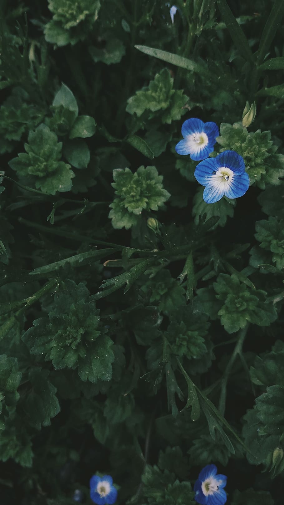 kosovo, planta amb flors, planta, flor, fragilitat, vulnerabilitat, frescor, creixement, bellesa a la natura, cap de flor, pètal, inflorescència, naturalesa, primer pla, cap gent, dia, part de la planta, full, vista d’angle alt, blau, porpra, 2K