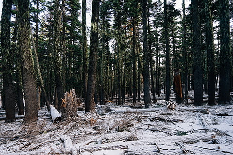 green trees, fallen tree, forest, moss, tree, plant, land, tree trunk, trunk, nature, growth, snow, no people, woodland, tranquility, winter, day, cold temperature, beauty in nature, deforestation, non-urban scene, tranquil scene, wood, outdoors, bark, coniferous tree, 1080P, CC0, public domain, royalty free