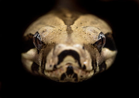 brown, beige, python, one animal, black background, animal body part, close-up, animal wildlife, reptile, studio shot, no people, vertebrate, snake, indoors, portrait, animals in the wild, body part, animal eye, looking at camera, animal mouth, aggression, 4K, CC0, public domain, royalty free