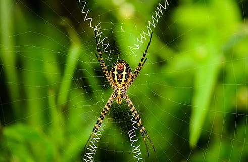 naturalesa, aranya, teranyina, web, insecte, animal, horripilant, error, fragilitat, temes d'animals, aràcnids, animals a la natura, fauna animal, invertebrat, artròpode, un animal, centrar-se en primer pla, primer pla, vulnerabilitat, dia, cap gent, supervivència, complexitat, cames d’animal, a l'aire lliure, 4K, CC0, domini públic, lliure de regalies