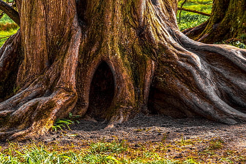 træ, gammel, log, bark, struktur, stamme, Skov, rodsystem, grøn, sollys, græs, knudrede, træstamme, bagagerum, plante, rod, jord, natur, vækst, dag, ingen mennesker, skønhed i naturen, ro, tekstureret, plante del, udendørs, ikke-urbane scene, Brun, mønster, afdeling, 5K, CC0, offentligt domæne, royaltyfrie