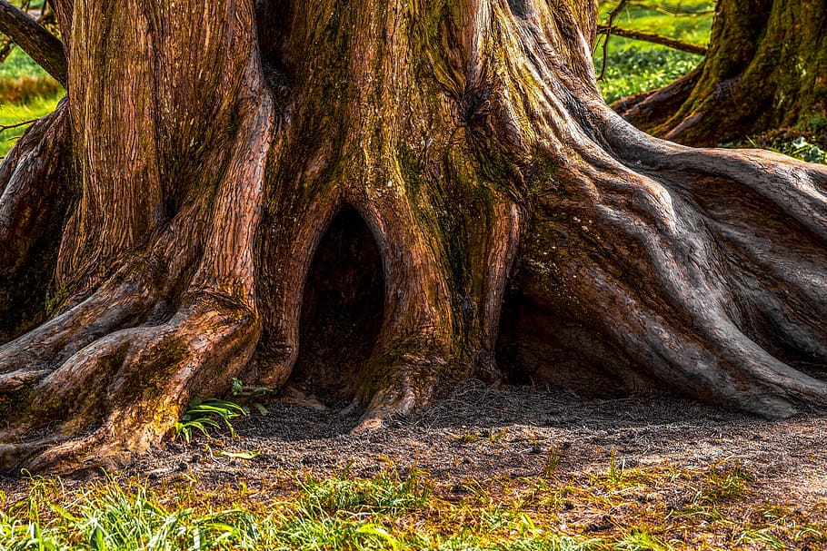 arbre, vell, antic, registre, escorça d'arbre, estructura, tribu, bosc, textura, sistema root, fusta, verd, llum solar, herba, nodrit, tronc de l'arbre, tronc, planta, arrel, terra, naturalesa, creixement, dia, cap gent, bellesa a la natura, tranquil·litat, part de la planta, a l'aire lliure, escena no urbana, marró, patró, branca, escorça, 5K
