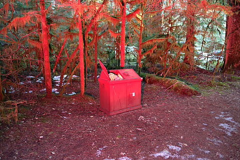 Pflanze, Baum, Ahorn, Blatt, Zinn, Müll, Wandern, rot, können, Mülleimer, Symbol, Tanne, abies, Recycling-Symbol, Aluminium, Baumstamm, Box, Lebensmittel, Konserven, Wald, Land, Natur, keine Leute, Tag, Kofferraum, Wachstum, Container, Ruhe, Nicht-städtische Szene, Schmutz, draußen, Schotterstraße, Schönheit in der Natur, 5K, CC0, gemeinfrei, lizenzfrei
