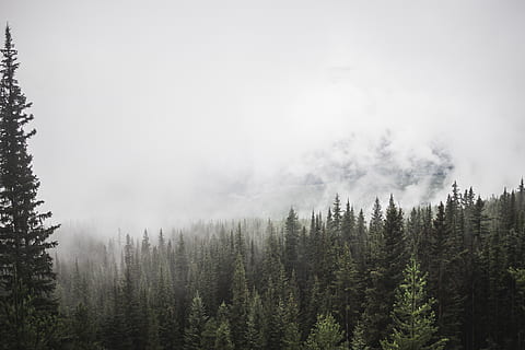 skog, fjell, trær, furu, tåke, skyer, himmel, grønn hvit, utsikt, tre, anlegg, naturskjønnhet - natur, rolig scene, skjønnhet i naturen, land, ro, vekst, ingen folk, ikke-urbane scene, dag, natur, miljø, sky - himmel, furutre, utendørs, furuskog, nåletre, eviggrønne treet, 5K, CC0, offentlig domene, opphavsrett gratis