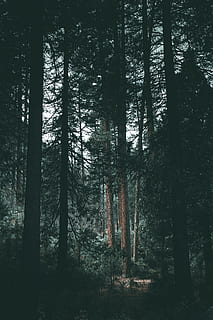 silueta d’arbres, arbre, tronc, canviant d'humor, ombra, llum, bosc, fusta, ruta, desert, fosc, pi, a l'aire lliure, naturalesa, fons de pantalla, sequoia, parc, yosemite, paisatge, escenics, boira, al matí, estiu, bellesa a la natura, cap gent, misteri, llum solar, llum - fenomen natural, color verd, escena tranquil·la, temporada, àrea salvatge, fons, escena no urbana, medi ambient, branca, dia, tardor, full, 5K, CC0, domini públic, lliure de regalies