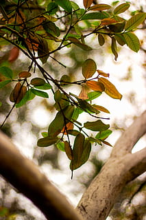 foglia, pianta, albero, tronco d'albero, legna, rami, natura, le foglie, sfondo del telefono, sfondo, quercia, cibo, frutta, vene, ringhiera, corrimano, produrre, sicomoro, luce del sole, luce, crescita, parte vegetale, ramo, bellezza nella natura, concentrarsi sulle conoscenze acquisite, Inquadratura dal basso, avvicinamento, giorno, freschezza, nessuno, vulnerabilità, pianta fiorita, fiore, fragilità, all'aperto, albero da frutta, 5K, CC0, dominio pubblico, privo di copyright