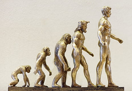évolution, développement, vers l'avant, singe, Humain, changements, changement, connaissance, statue, sculpture, art et Artisanat, représentation humaine, représentation, ressemblance masculine, la créativité, ressemblance féminine, personne, artisanat, figurine, couleur or, or, la nature, alliage de bronze, architecture, journée, la faune des animaux, doré, orné, ange, 5K, CC0, domaine public, libre de droits