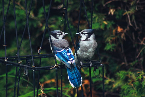 pták, dva, zblízka, bluejay, obratlovců, zvíře, zvířat, skupina zvířat, zvířata ve volné přírodě, dvě zvířata, strom, prohlížení, rostlina, Příroda, zaměřit se na popředí, nikdo, den, venku, les, větev, dravý pták, 5K, CC0, veřejná doména, bez autorských práv