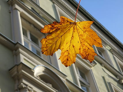 Alemania, Berlina, otoño, hoja, cambio, parte de la planta, vista de ángulo bajo, arquitectura, nadie, día, naturaleza, exterior del edificio, estructura construida, centrarse en primer plano, ventana, de cerca, planta, al aire libre, edificio, amarillo, árbol, enfoque selectivo, hoja de arce, hojas, 4K, CC0, dominio público, libre de derechos