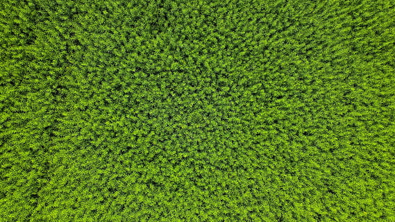 erbe verdi, Svizzera, jura, recinto, flora, siepe, pianta, muschio, erba, vegetazione, cespuglio, albero, tasso, conifera, colore verde, fotogramma intero, sfondi, crescita, bellezza nella natura, natura, nessuno, giorno, campo, la tranquillità, fogliame, terra, fogliame lussureggiante, vista dall'alto, all'aperto, prato, paesaggio, freschezza, 4K, CC0, dominio pubblico, privo di copyright