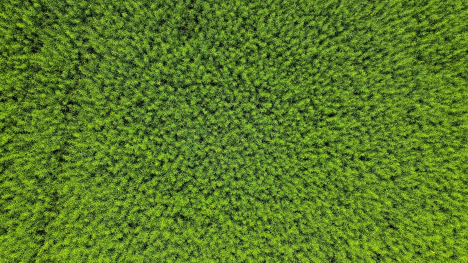 erbe verdi, Svizzera, jura, recinto, flora, siepe, pianta, muschio, erba, vegetazione, cespuglio, albero, tasso, conifera, colore verde, fotogramma intero, sfondi, crescita, bellezza nella natura, natura, nessuno, giorno, campo, la tranquillità, fogliame, terra, fogliame lussureggiante, vista dall'alto, all'aperto, prato, paesaggio, freschezza, 4K
