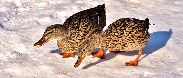 ænder, gråænder, sne, vinter, kold, farverig, vand fugl, and-fugl, natur, væsen, kvindelig mandarin, regning, kvinde, tæt på, dyre temaer, dyr, dyr i naturen, dyreliv, hvirveldyr, kold temperatur, fugl, ingen mennesker, gruppe af dyr, sollys, dag, Mark, to dyr, fokus på forgrunden, udendørs, skønhed i naturen, 5K, CC0, offentligt domæne, royaltyfrie