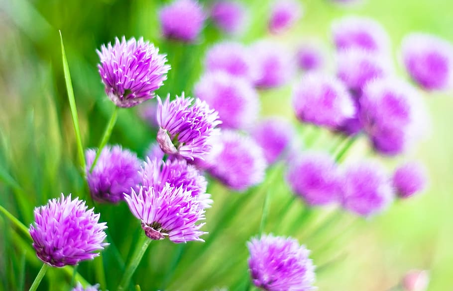květiny, jaro, květ, Pozadí, fialový, květinový, rám, makro, flóra, letní, detailní, slunečního světla, sezónní, botanické, bellflowers, slunce, Sluneční svit, nachový, design, bokeh, kvetoucí, zvonek-květiny, šeřík, zvonek, detail, abstraktní, sluneční paprsky, Krásná, Příroda, botanika, kvetoucí rostlina, rostlina, svěžest, krása v přírodě, zranitelnost, křehkost, květu hlavy, okvětní lístek, růst, květenství, růžová barva, zelená barva, nikdo, zaměřit se na popředí, venku, záhon, bylina, měkkost, okrasná zahrada, 2K