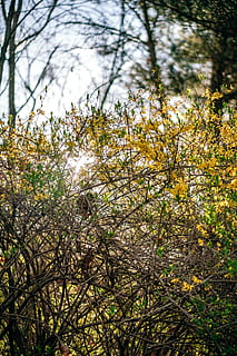 żółty krzew, roślina, drzewo, wzrost, Oddział, piękno natury, spokój, las, żadnych ludzi, Natura, wylądować, dzień, niebo, na dworze, niski kąt widzenia, światło słoneczne, spokojna scena, scenics - natura, scena pozamiejska, bagażnik samochodowy, pnia drzewa, 5K, CC0, domena publiczna, darmowe zdjęcia