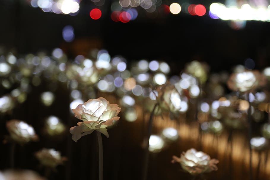 rosa, il·luminació, llum, nit, flors, elèctric, festival de llum, festival de llums, festivals lleugers, llums, flor, vulnerabilitat, planta amb flors, frescor, planta, fragilitat, centrar-se en primer pla, il·luminat, primer pla, bellesa a la natura, cap gent, pètal, naturalesa, inflorescència, Color blanc, decoració, cap de flor, a l'aire lliure, enfocament selectiu, luxe, 5K