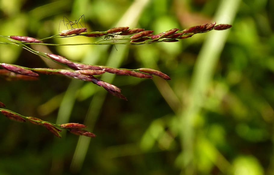 herba, insecte, error, estiu, petit, verd, planta, creixement, primer pla, centrar-se en primer pla, bellesa a la natura, naturalesa, cap gent, dia, color verd, a l'aire lliure, tranquil·litat, arbre, enfocament selectiu, branca, tija de la planta, flor, vermell, inicis, planta amb flors, 2K