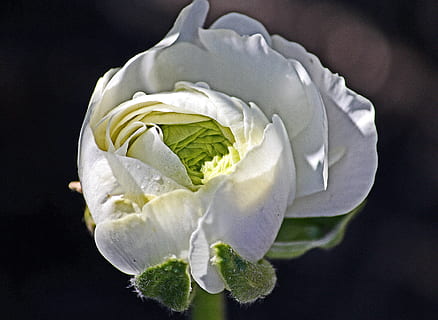 ranunculus, balta, žydi, pavasaris, gėlė, žiedas, pobūdį, sodas, šviežias, žalias, augalų, subtilus, žydintys augalai, šviežumas, grožis gamtoje, žiedlapis, pažeidžiamumas, pakilo, rožė, trapumas, Iš arti, žiedynas, gėlių galva, studija, balta spalva, juodas fonas, patalpose, nėra žmonių, pavasarį, Grynumas, rasa, 4K, CC0, Viešasis domenas, nemokamai